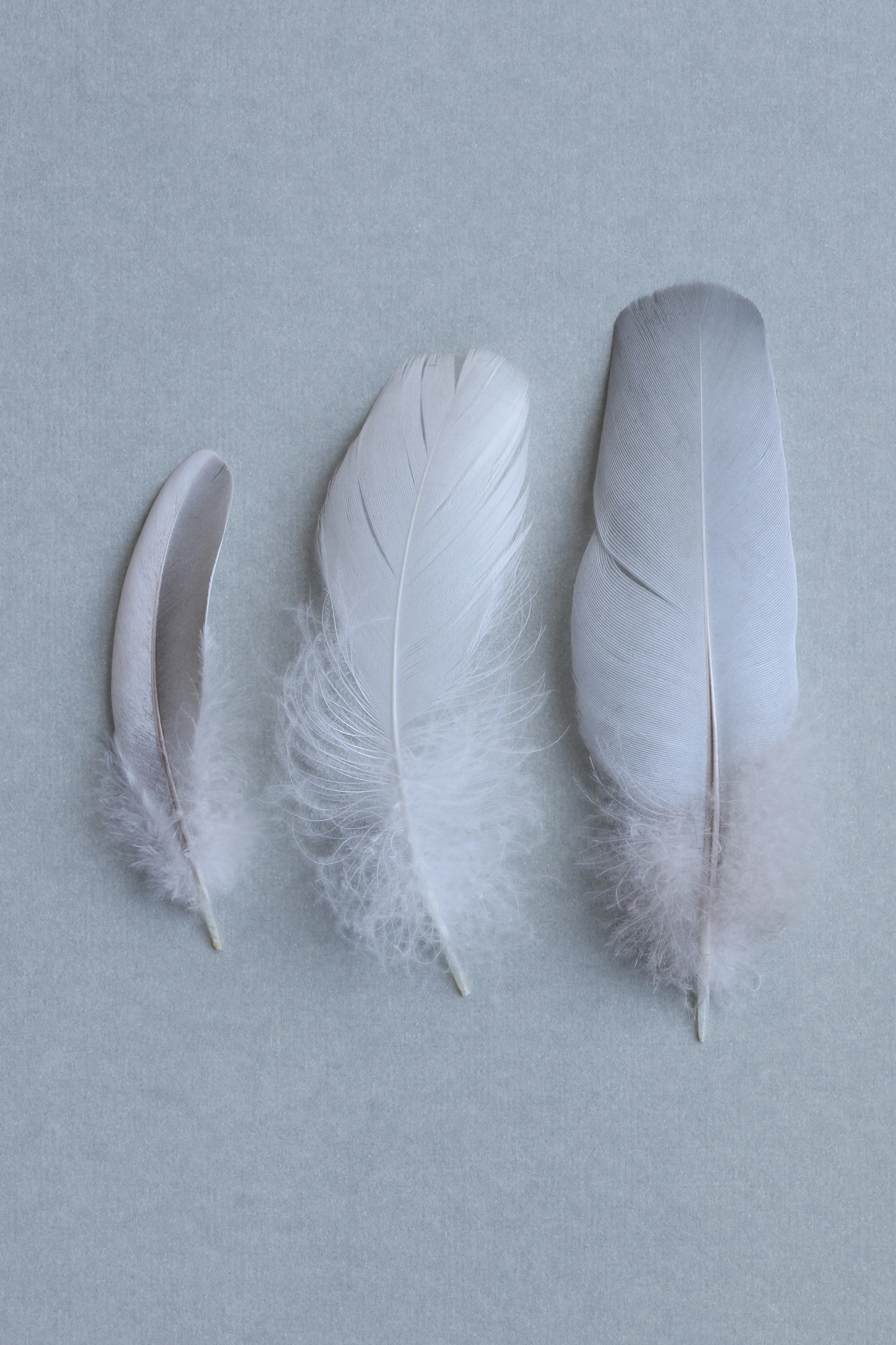 Three Feathers on Grey