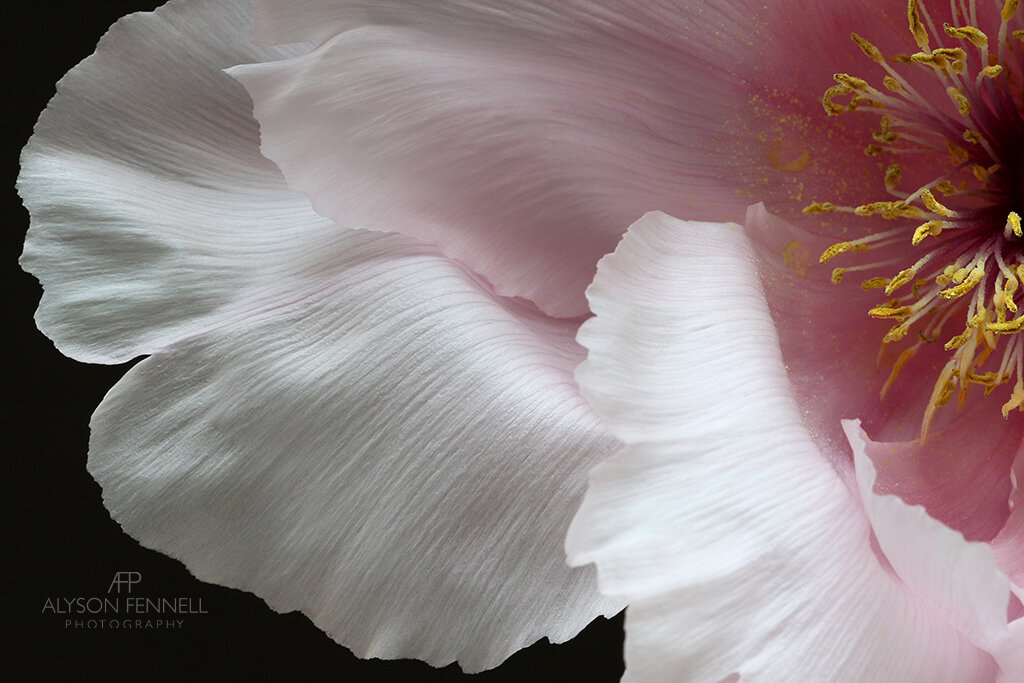 Tree Peony Closeup