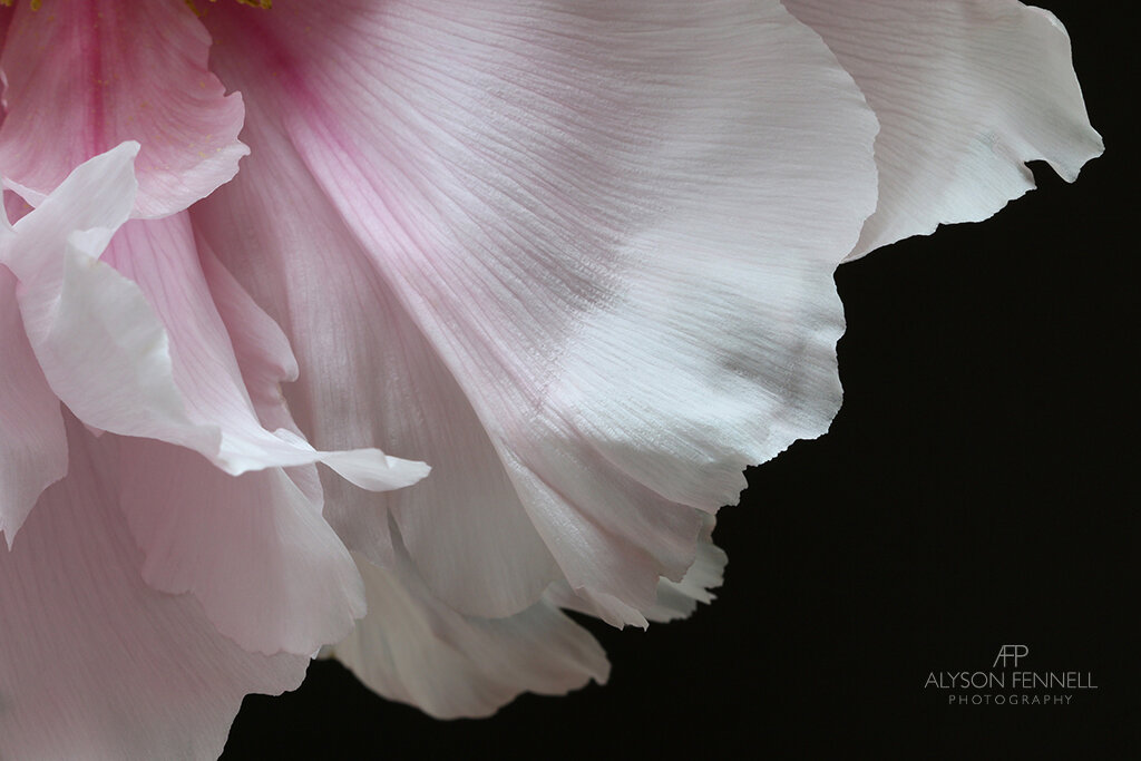 Tree Peony Petals