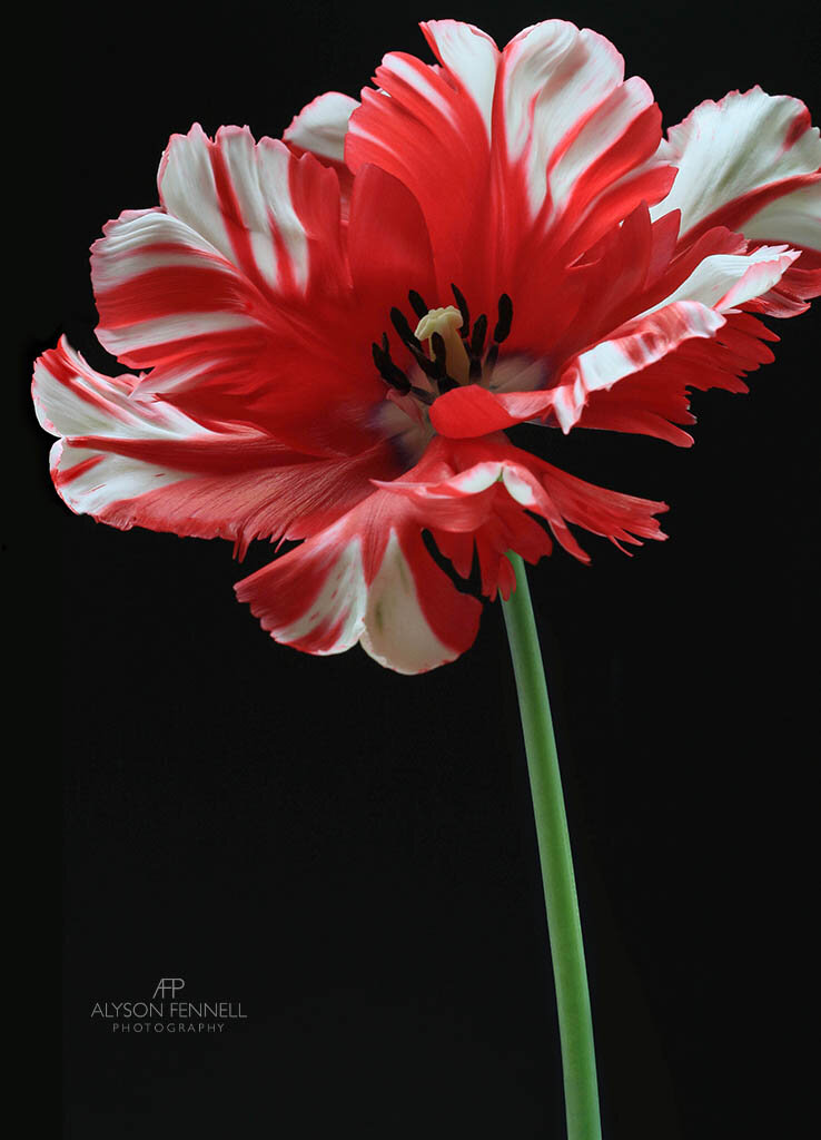 Parrot Tulip