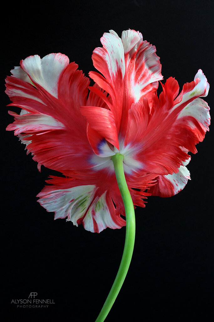 Parrot Tulip