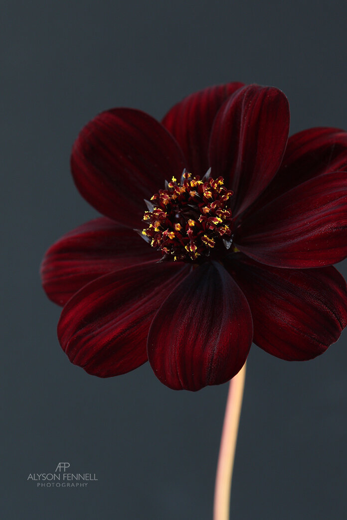 Chocolate Cosmos