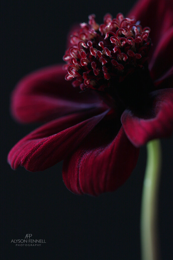 Chocolate Cosmos Flower