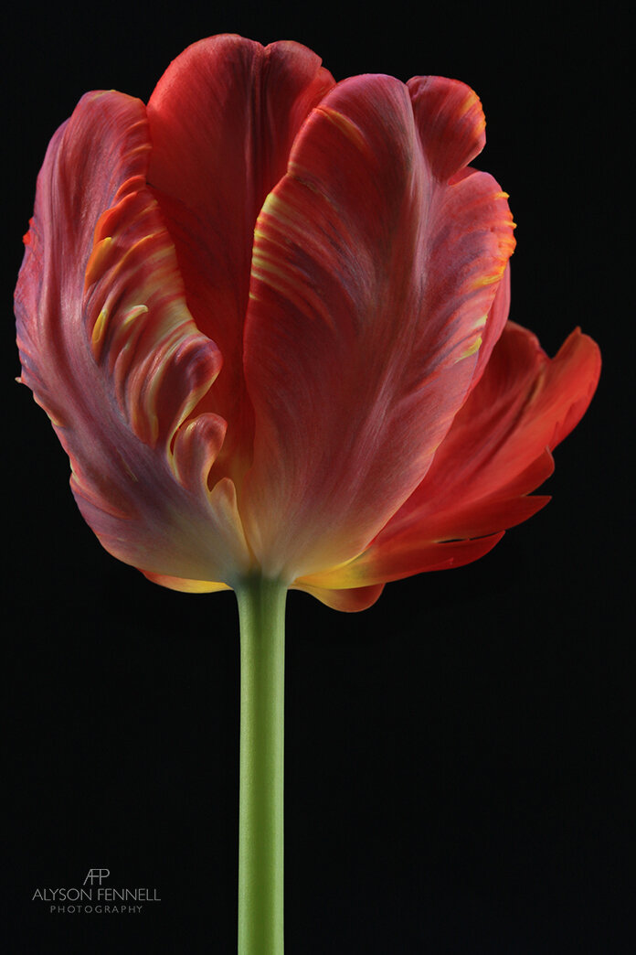 Orange Flame Tulip