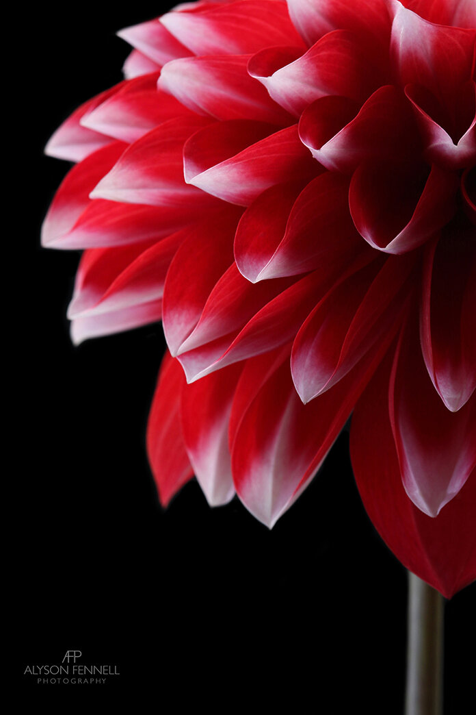 Red and White Dahlia Flower