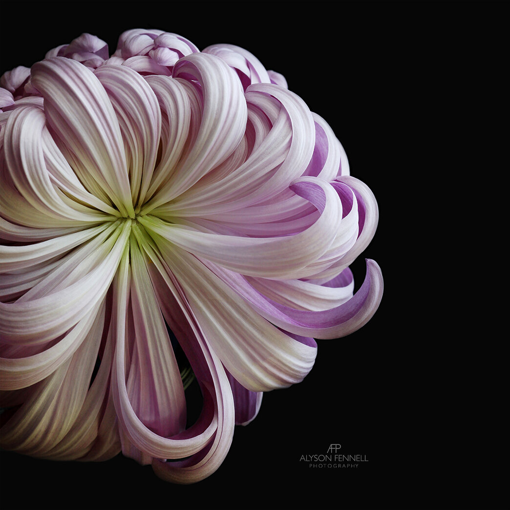 Chrysanthemum Flower