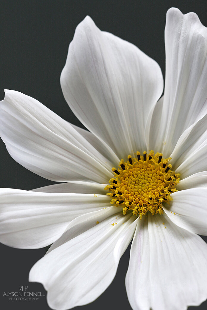 White Cosmos Flower