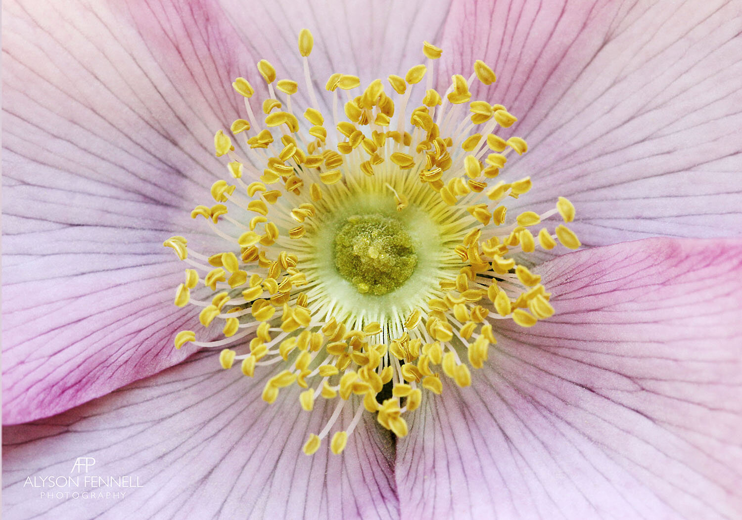 Rosa Canina