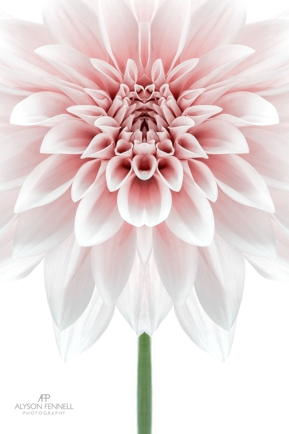 Cafe au Lait Dahlia Symmetry