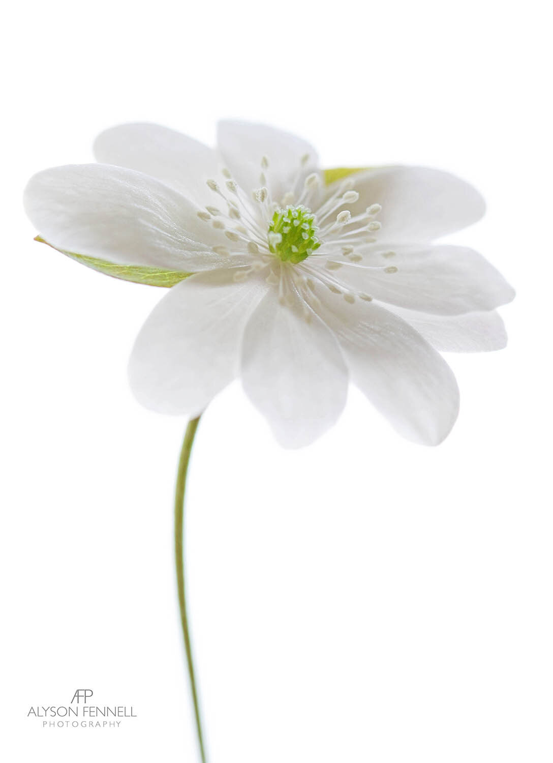 White Hepatica Flower
