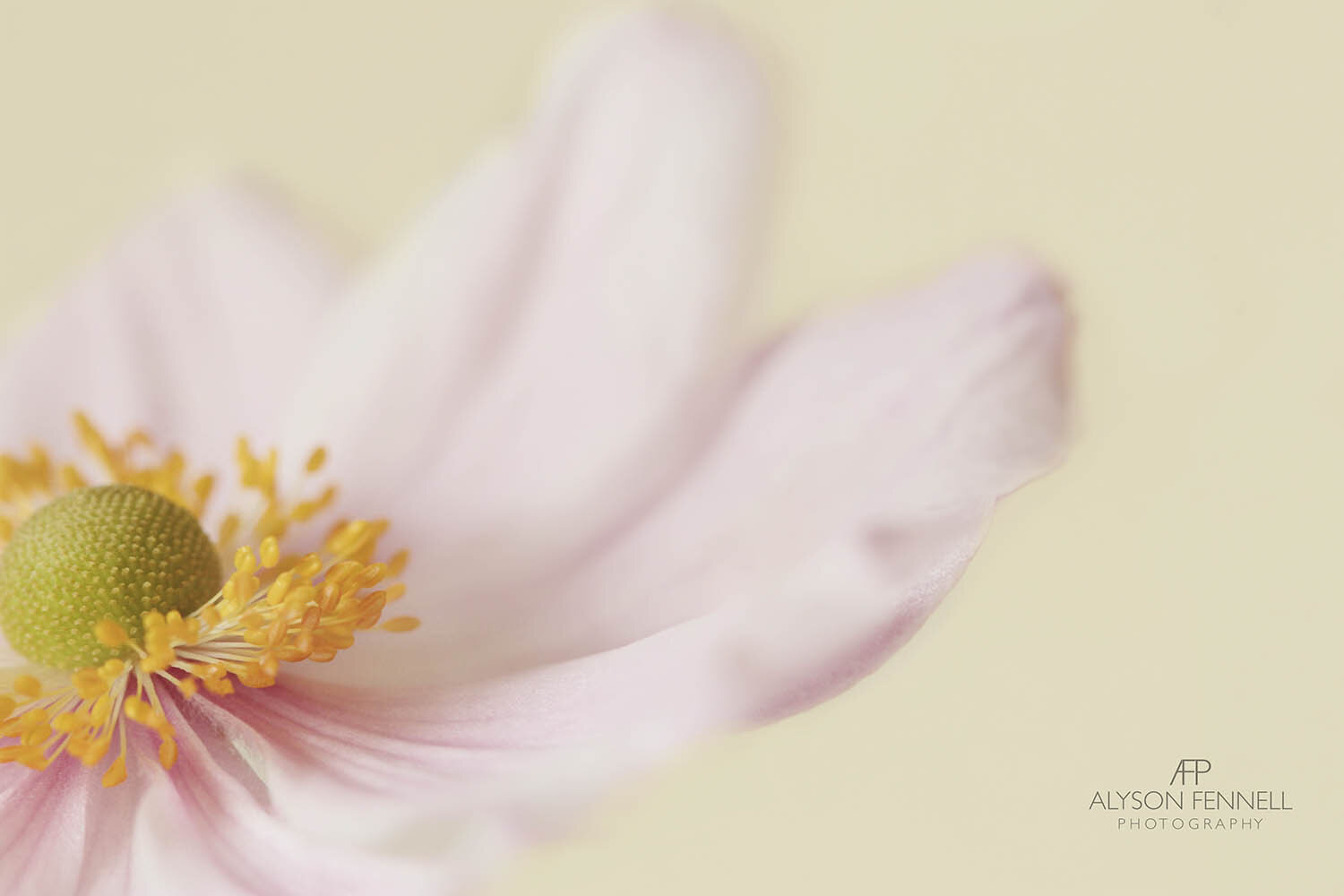 Japanese Anemone