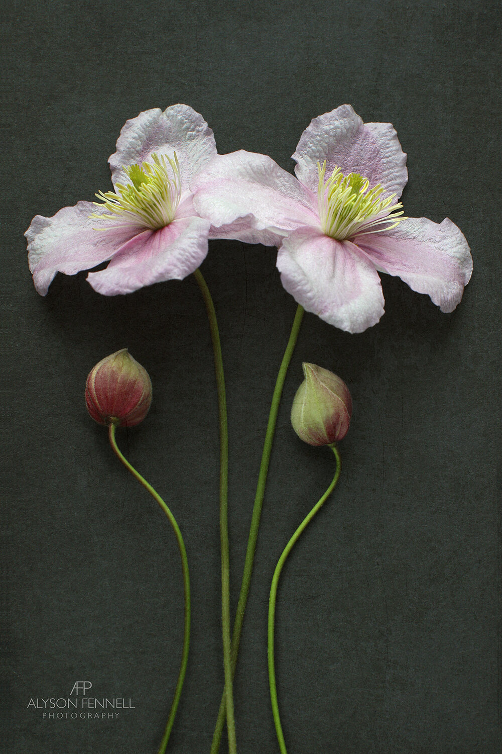 Clematis Flowers and Buds