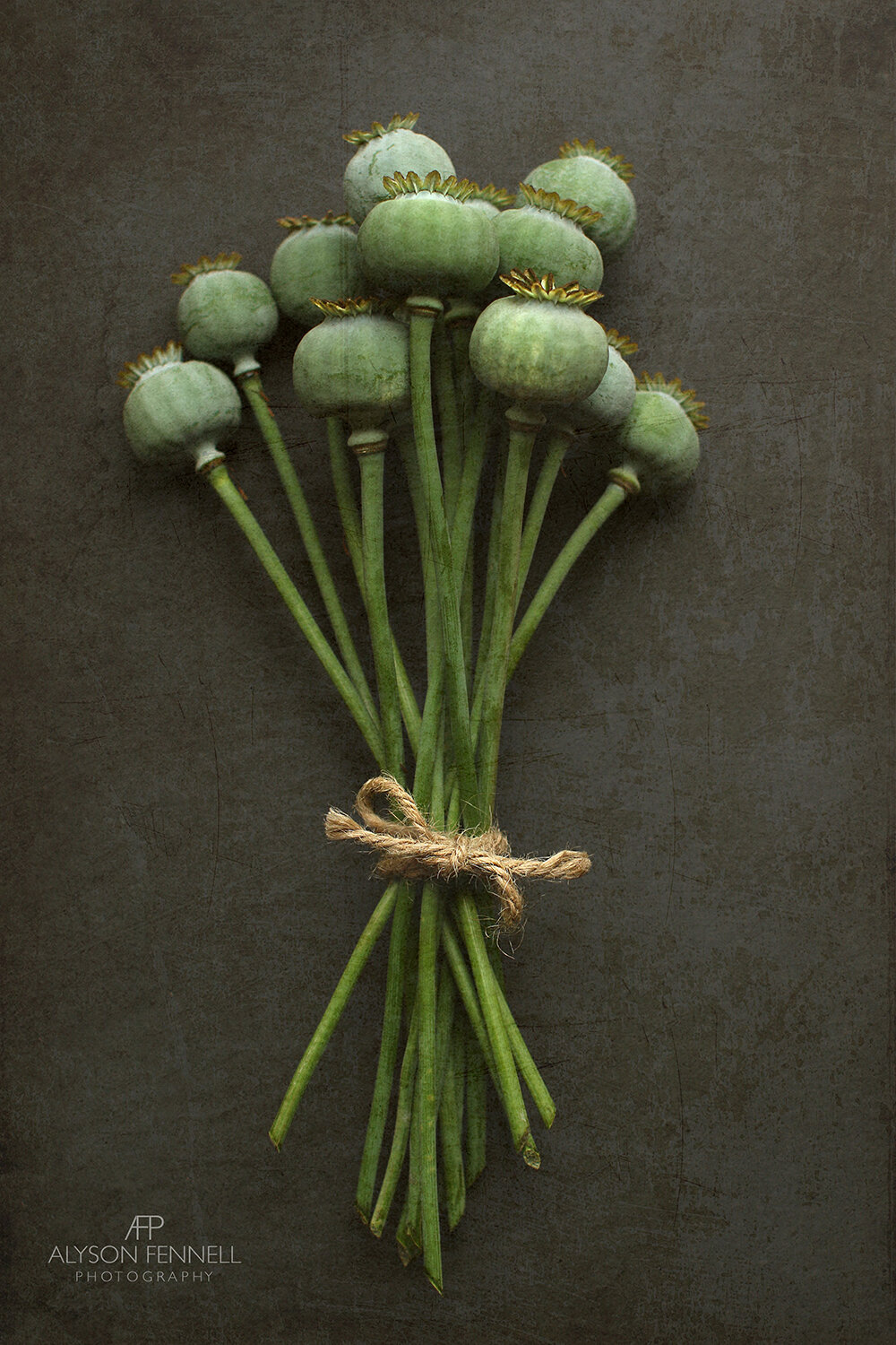 Poppy Heads