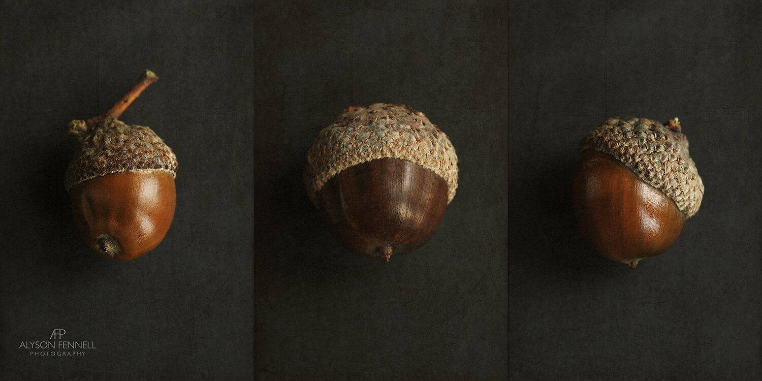 Brown Acorn Triptych