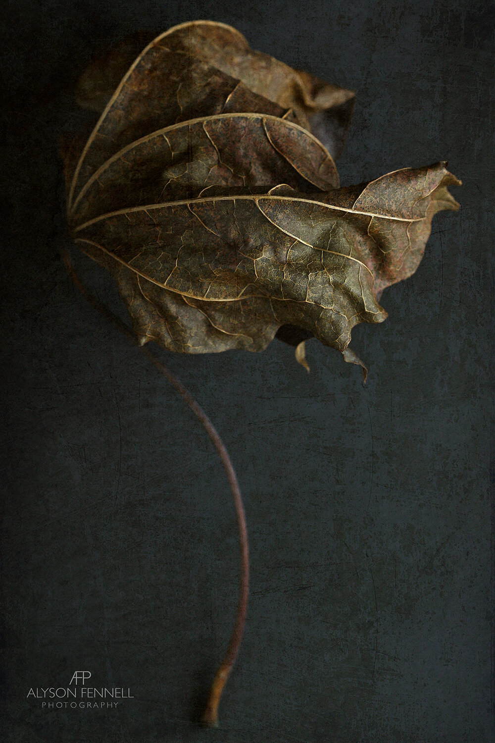 Dried Autumn Leaf