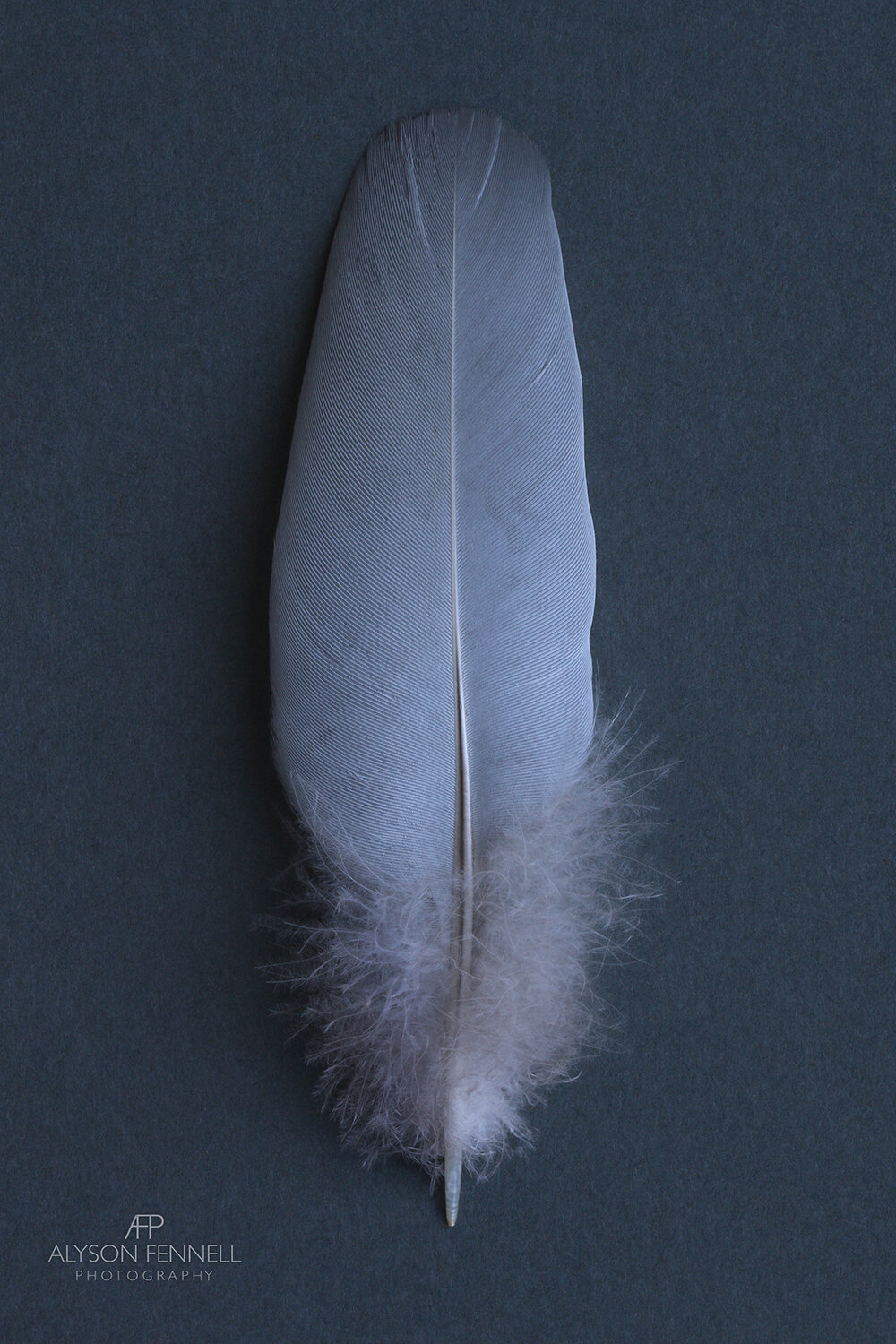 Dove Grey Feather