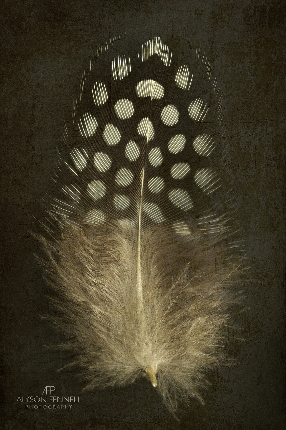 Guinea Fowl Feather