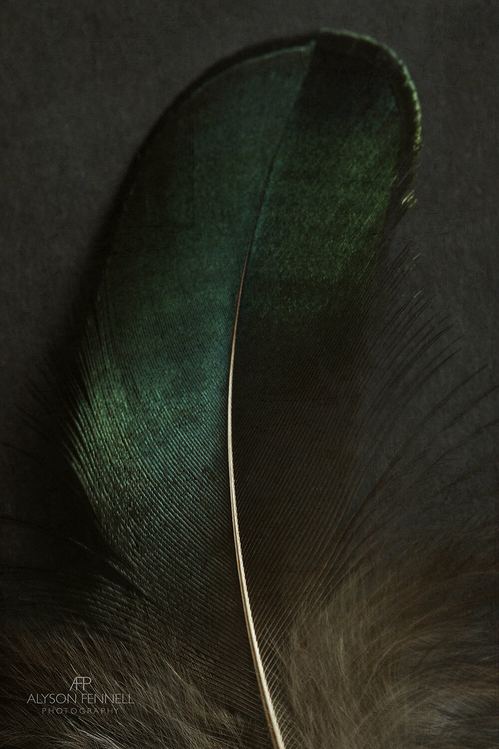 Green Peacock Feather