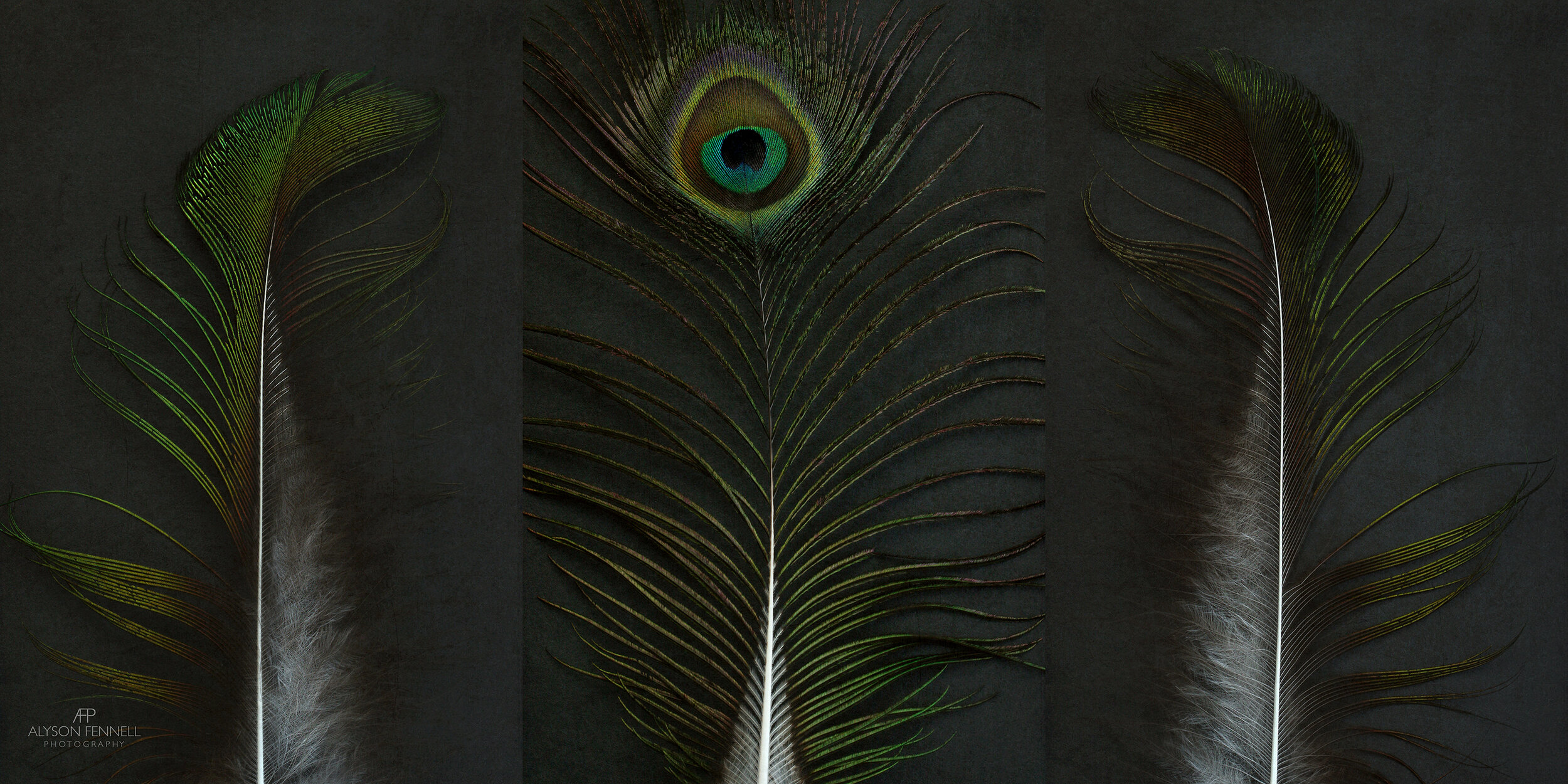 Peacock Feather Triptych