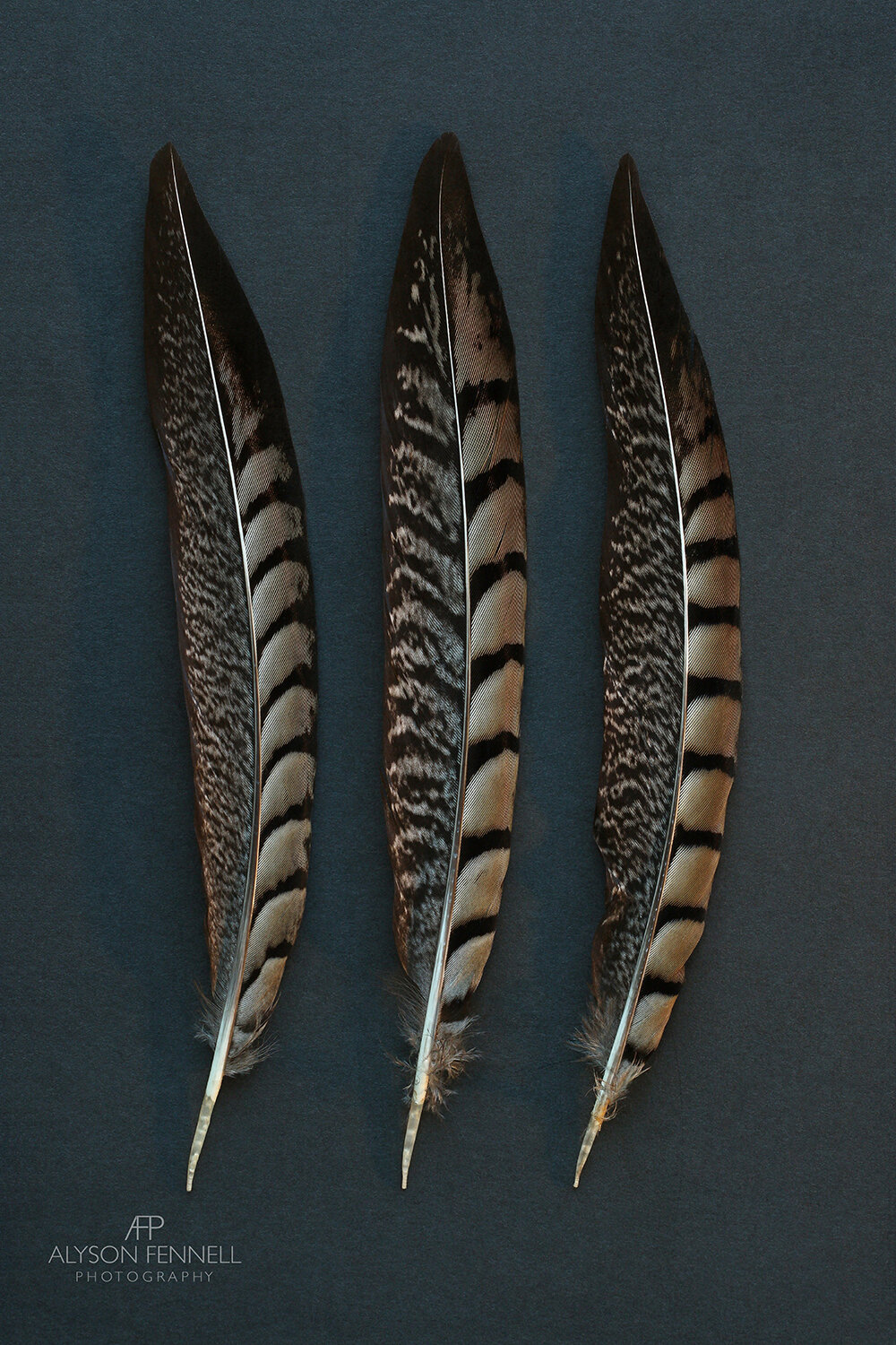 Three Mackerel Pheasant Feathers