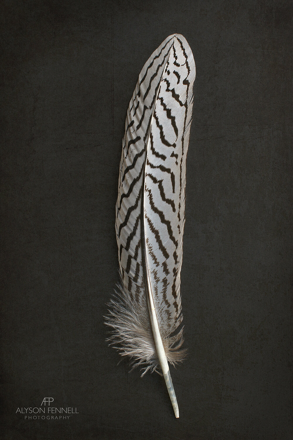 Silver Pheasant Feather