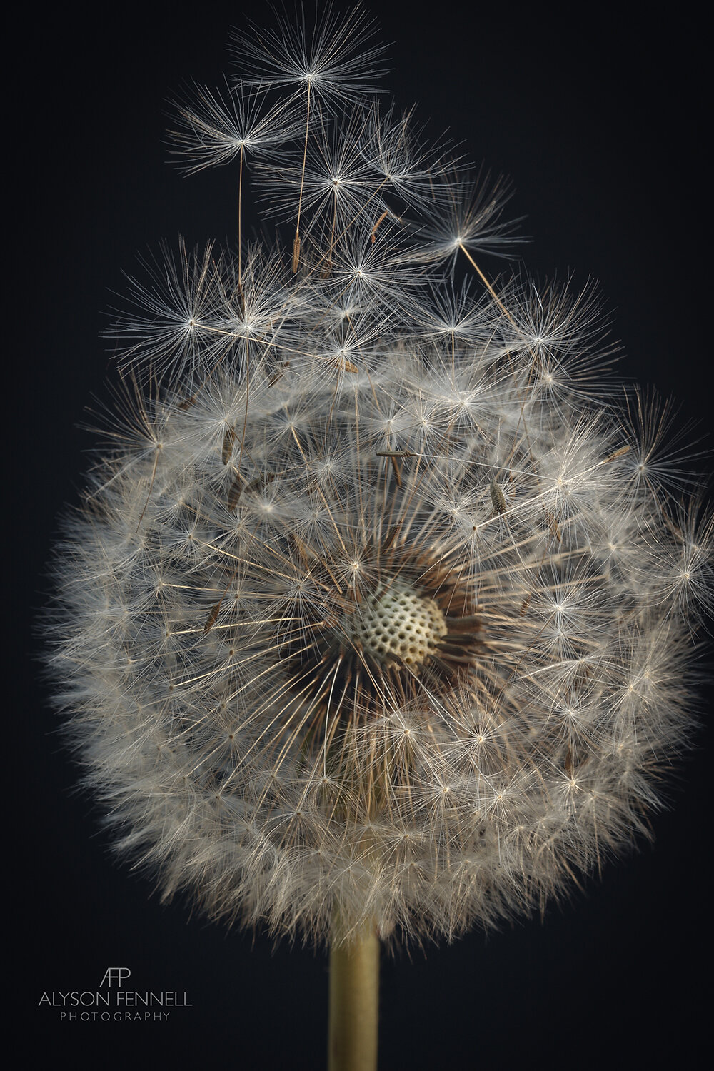 Dandelion Seed Head