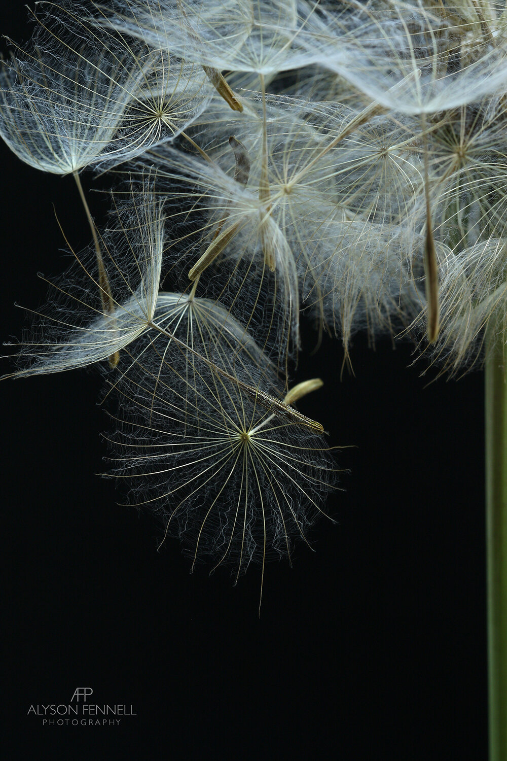 Salsify Seed Head on Ice