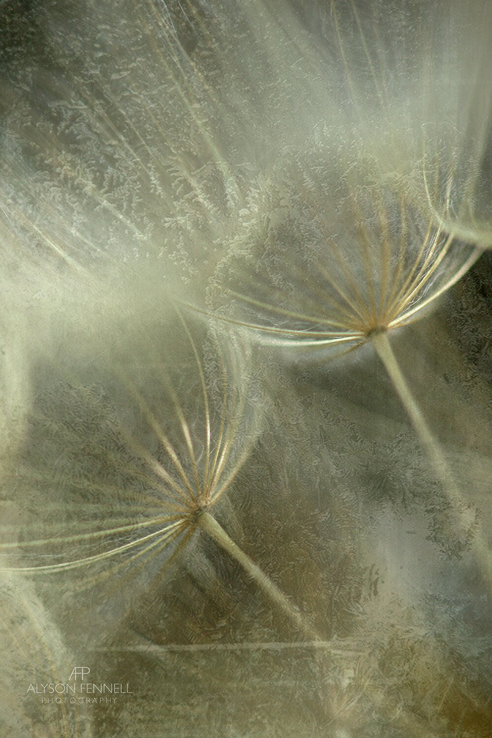 Salsify Seed Head Close on Ice Texture