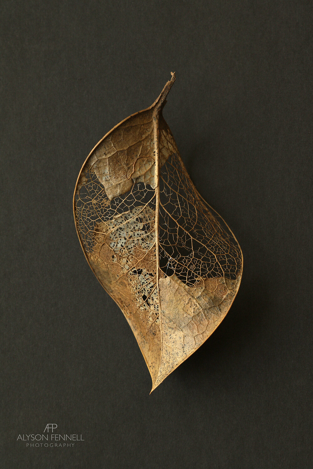 Gold Skeleton Leaf i