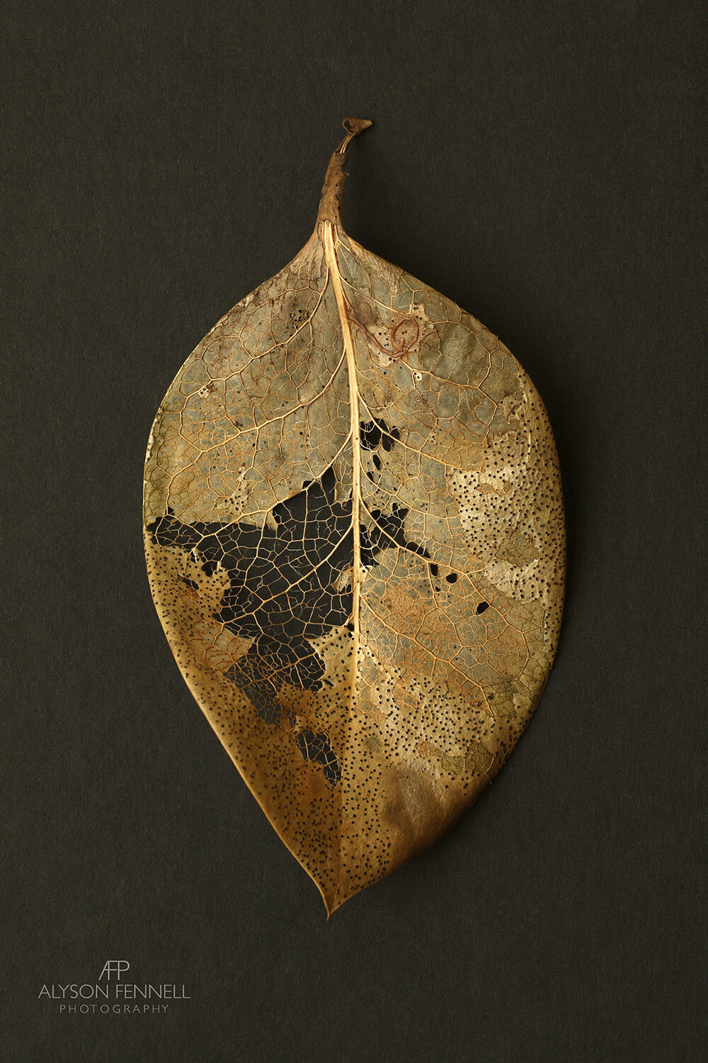 Gold Skeleton Leaf ii