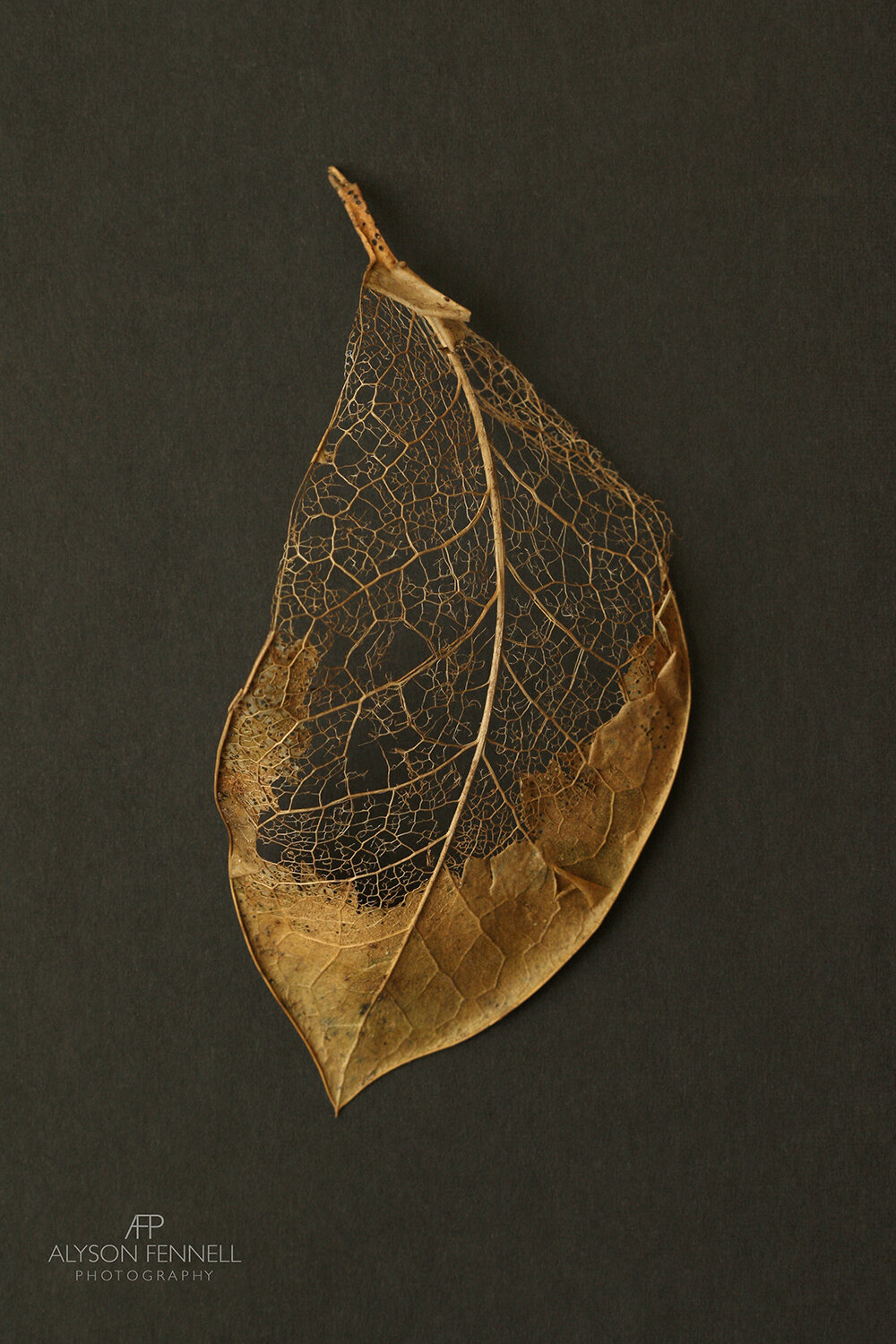 Gold Skeleton Leaf iii