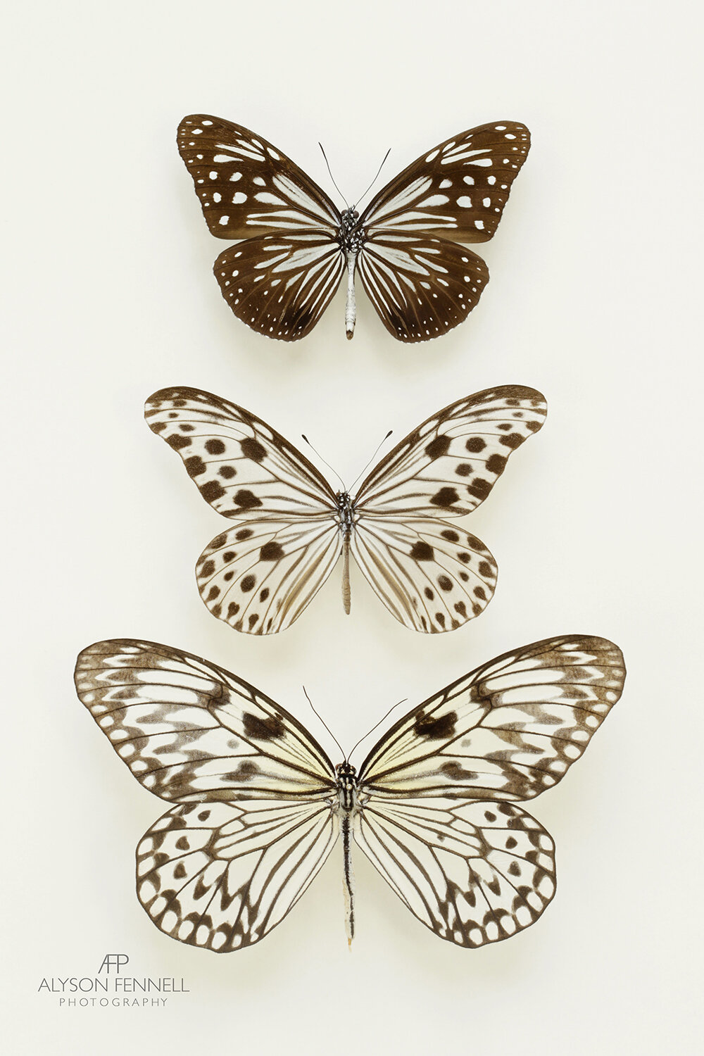 Three Butterflies Nude