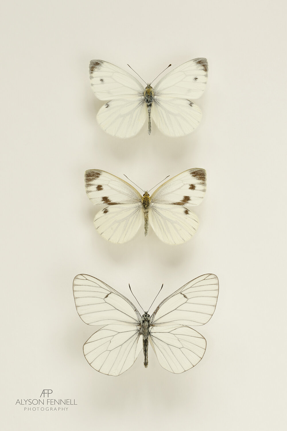 Three White Butterflies