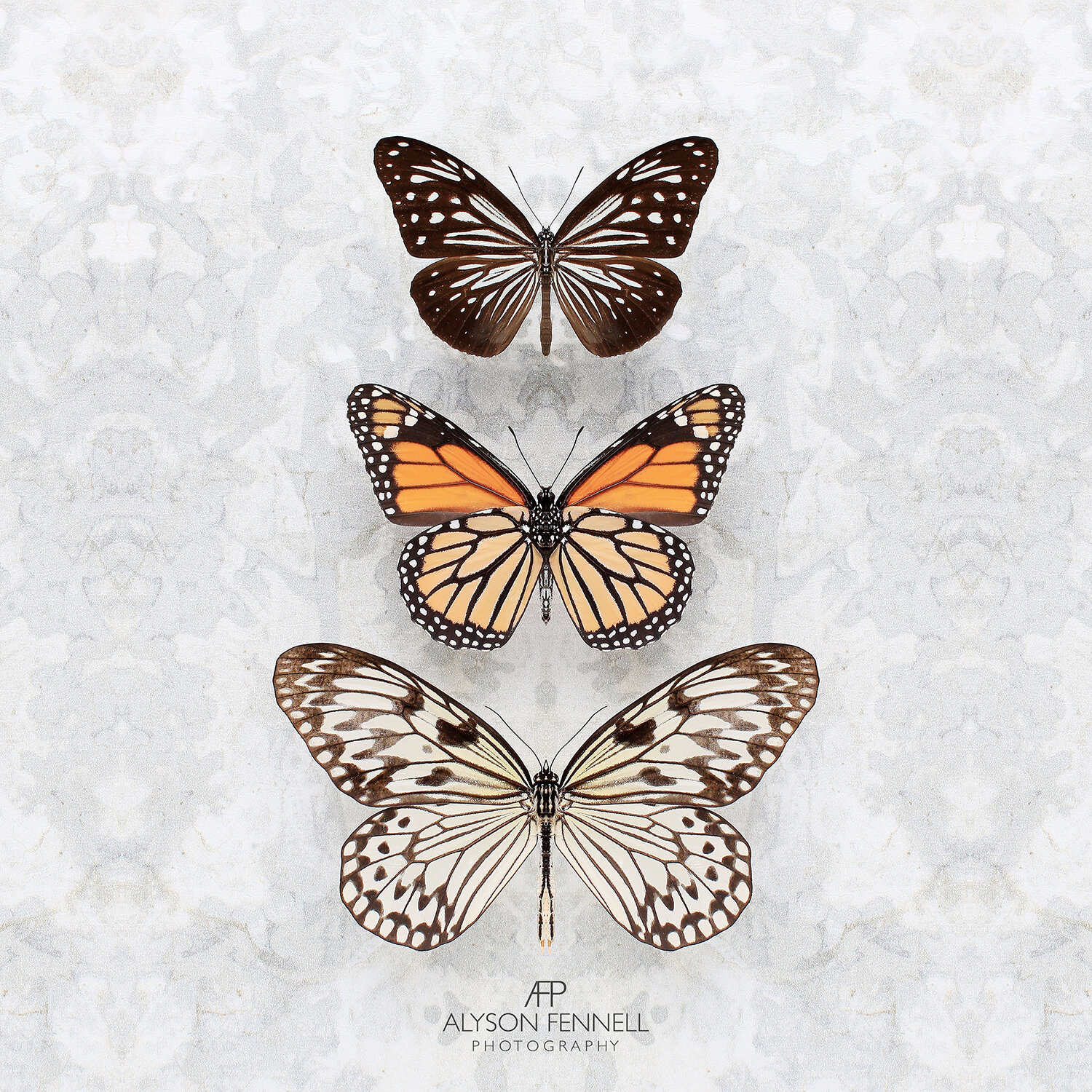 Three Speckled Butterflies