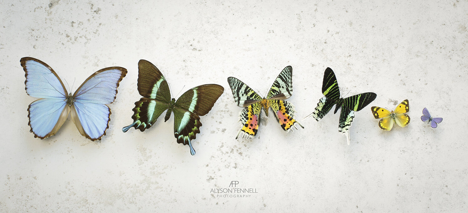 Butterflies/Moths — Alyson Fennell Photography