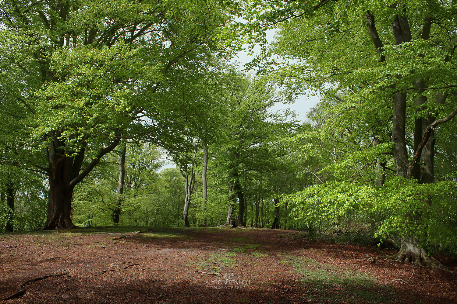 Ridge Woods, South Staffordshire.