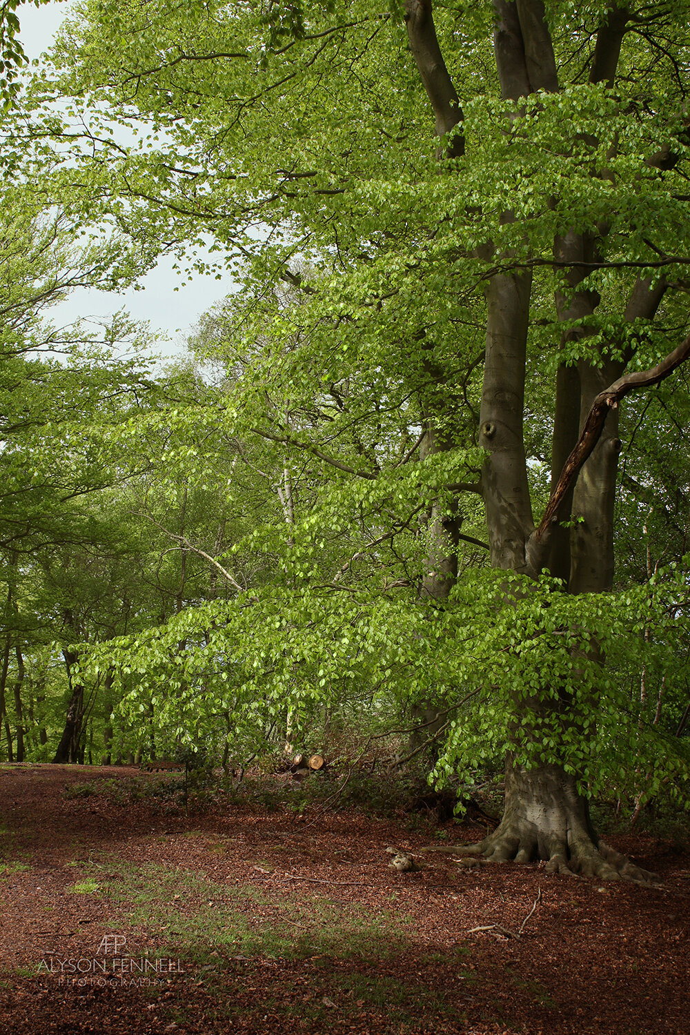 Ridge Woods Beech Tree, South Staffordshire.