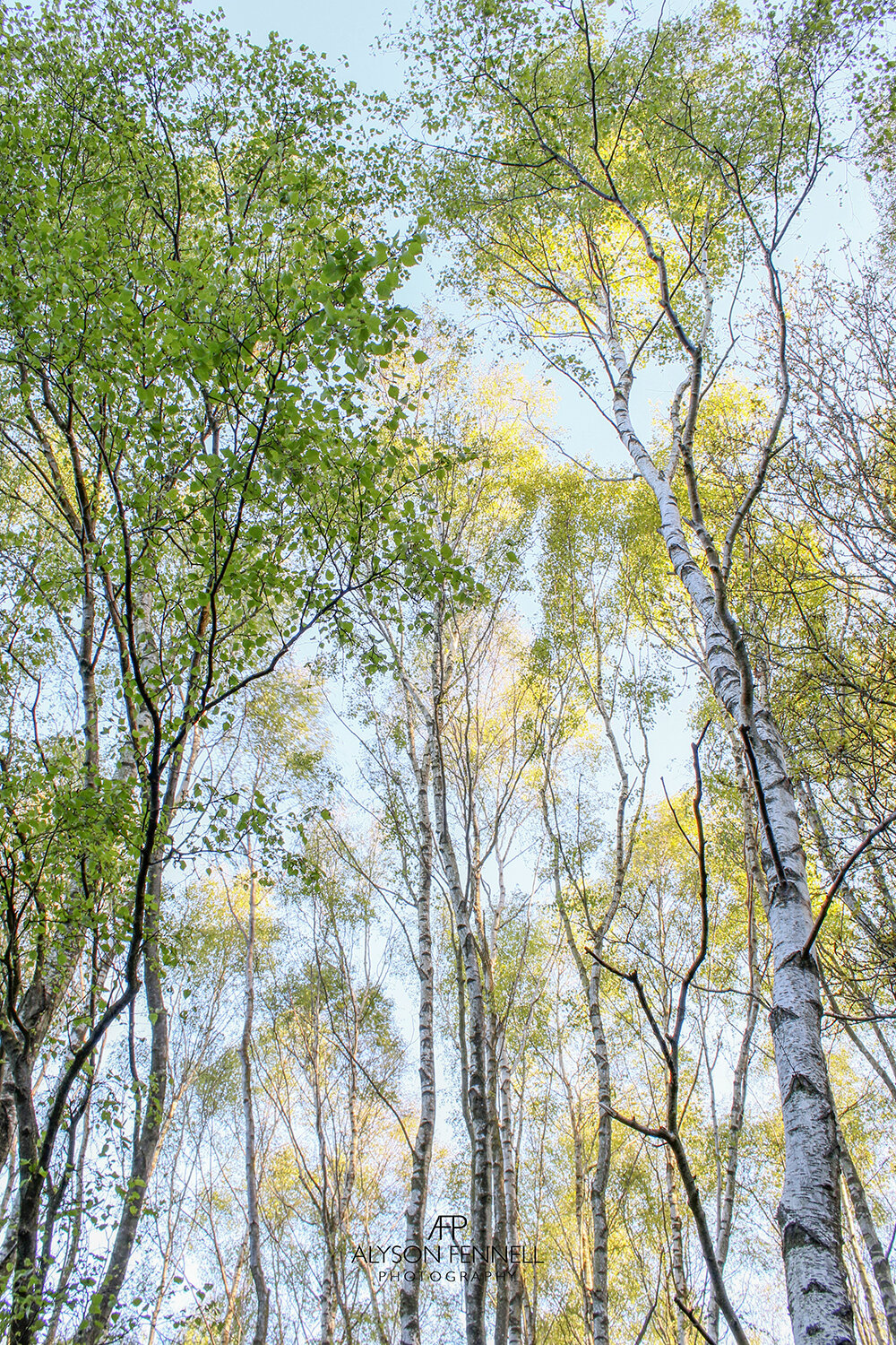Spring Silver Birch Trees