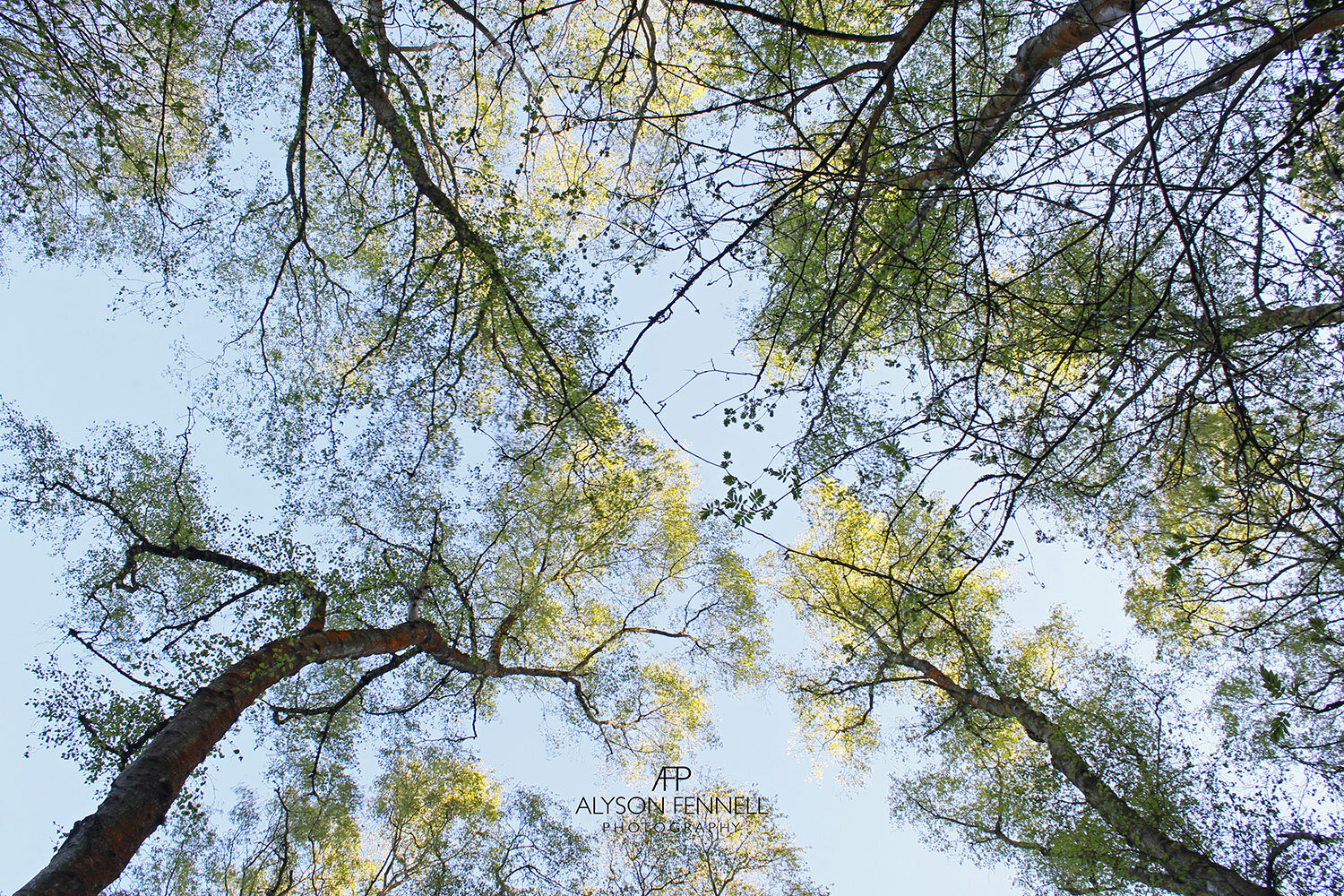 Spring Tree Tops