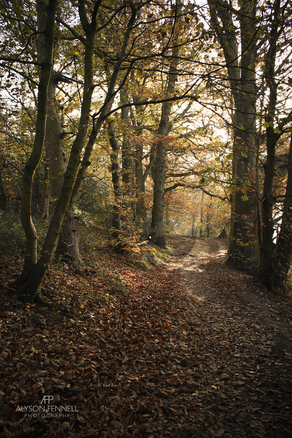 Autumn Woodland Path