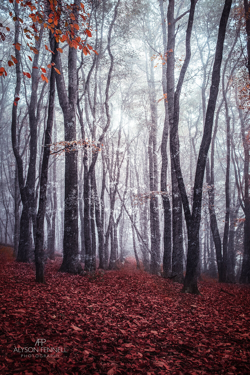 Misty Autumn Woods