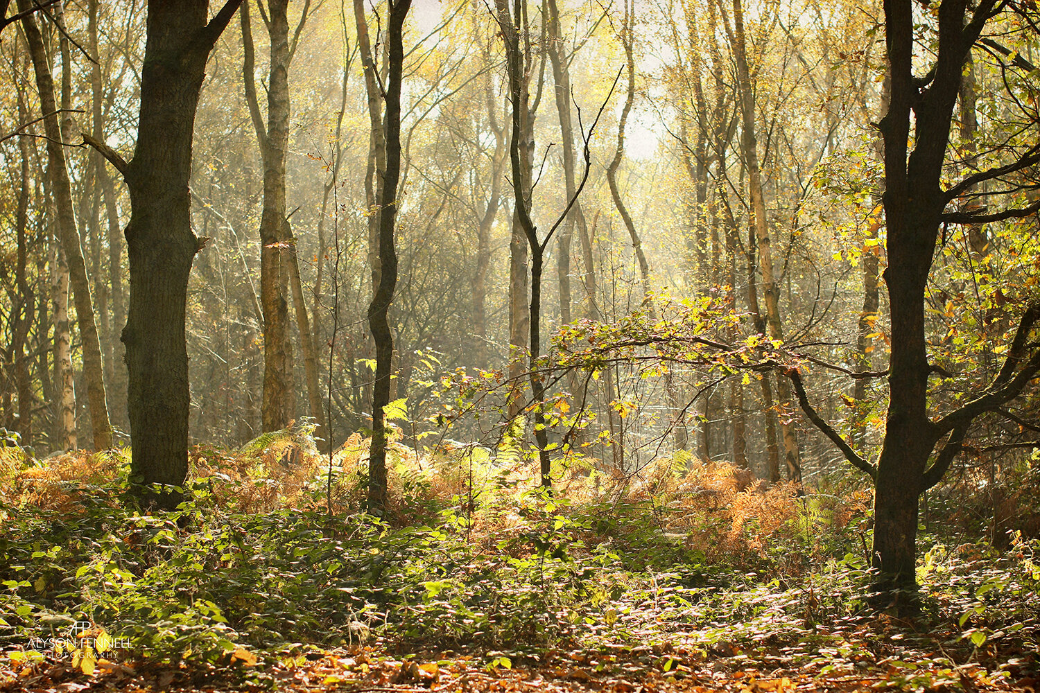 Autumn Morning Trees