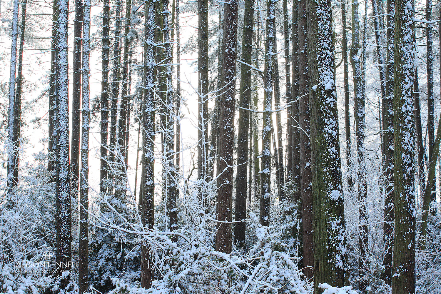 Snowy Winter Pine Forest