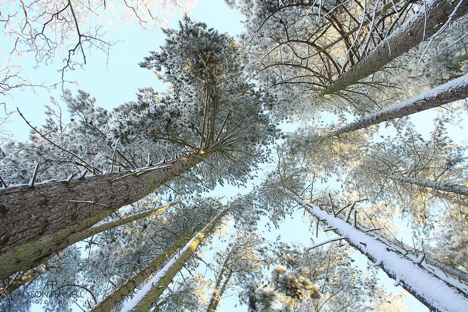 Tall Winter Pine Trees