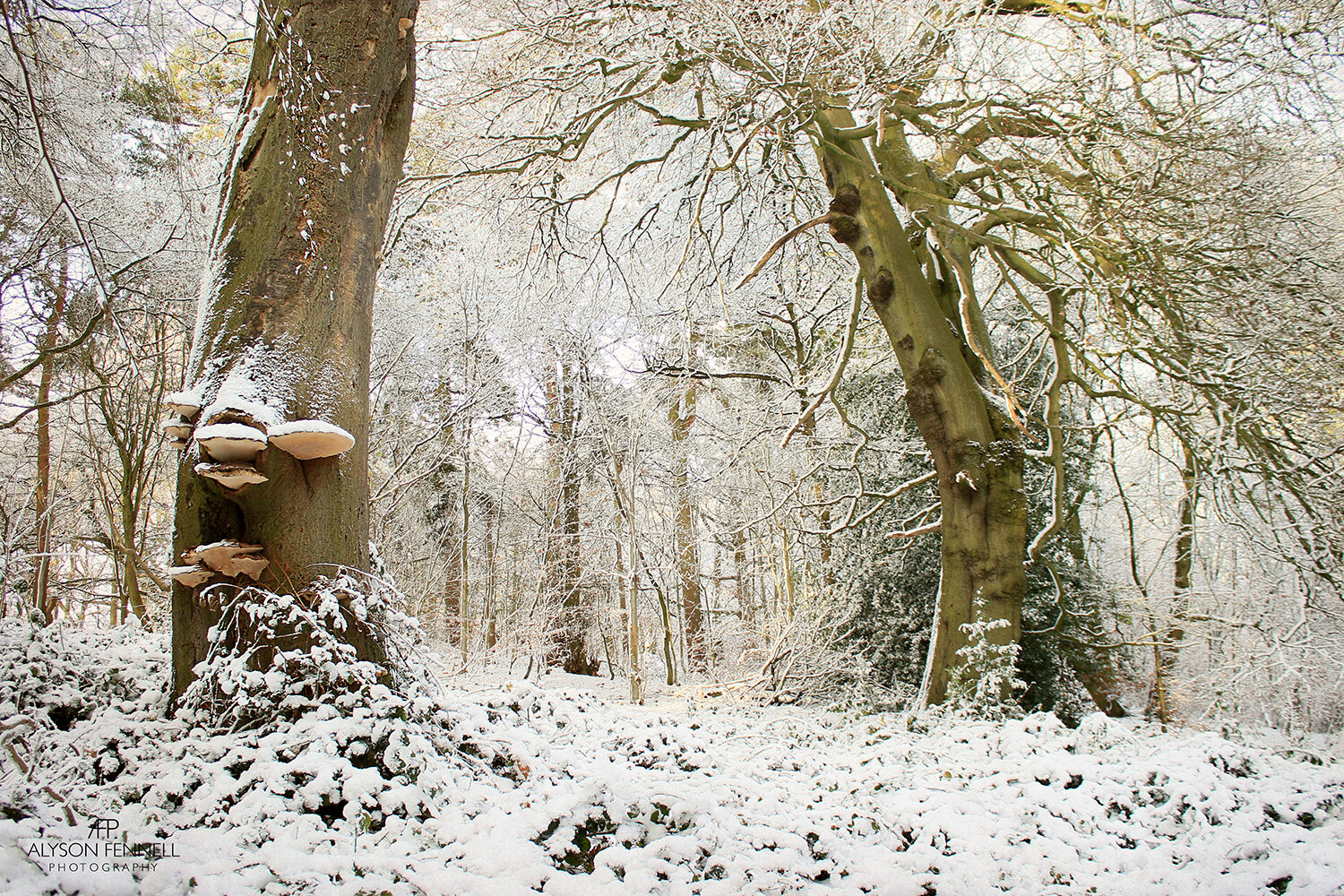 Winter Morning Woodland