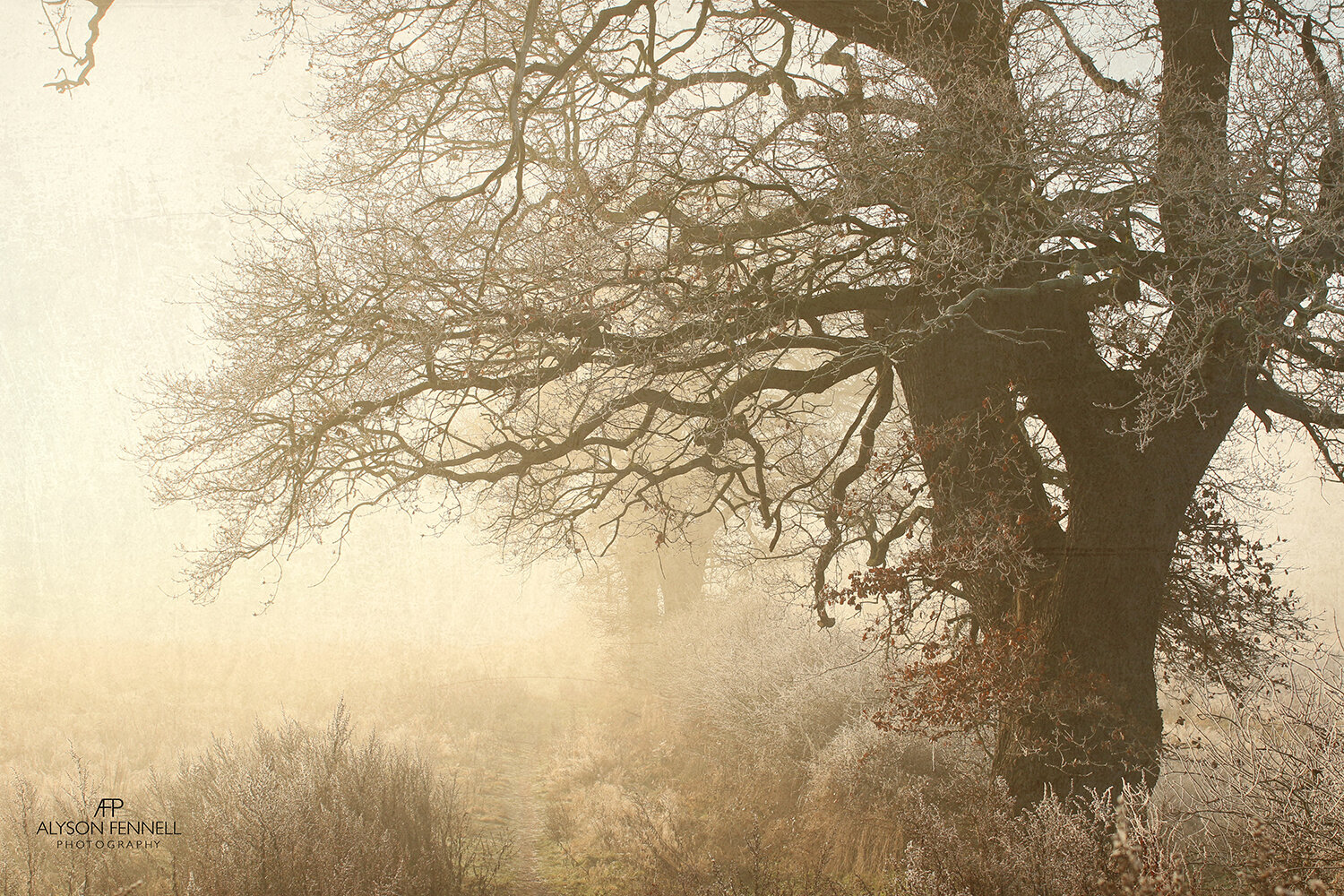 Foggy Winter Morning Tree