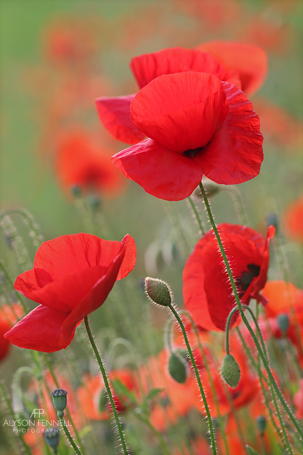 Wild Poppies