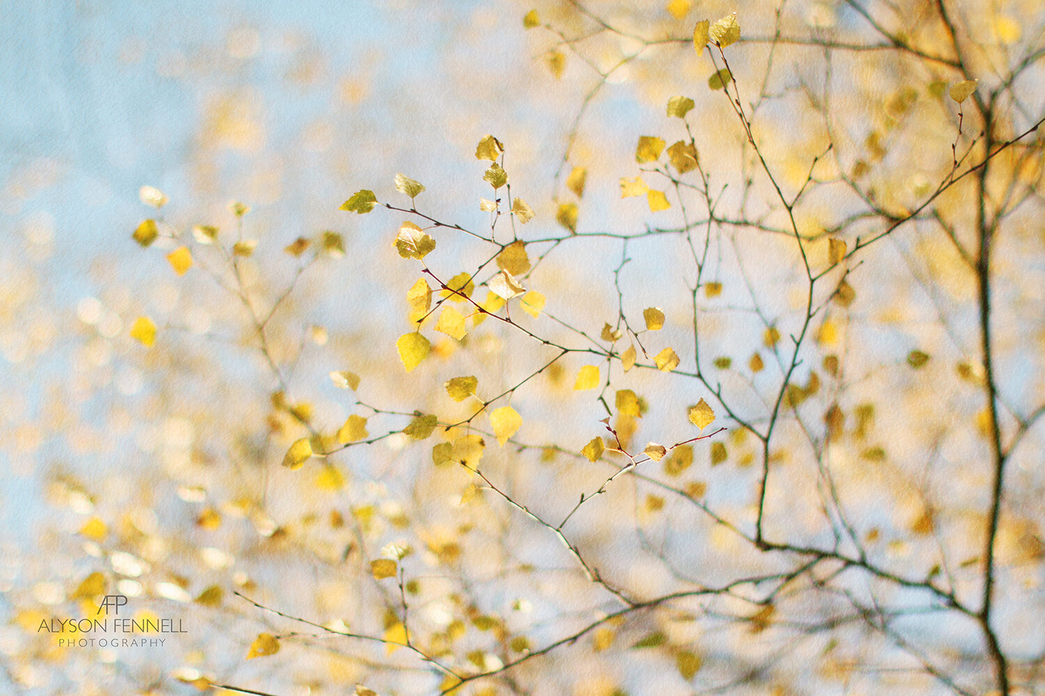 Spring Silver Birch Leaves