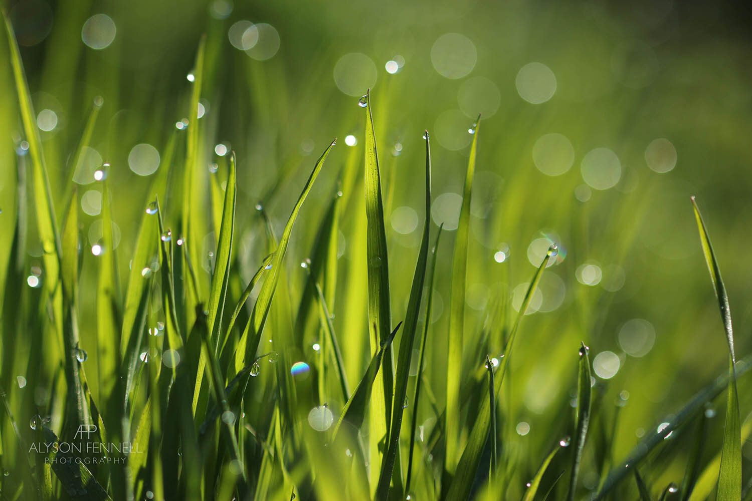 Green Grass and Dew Drops