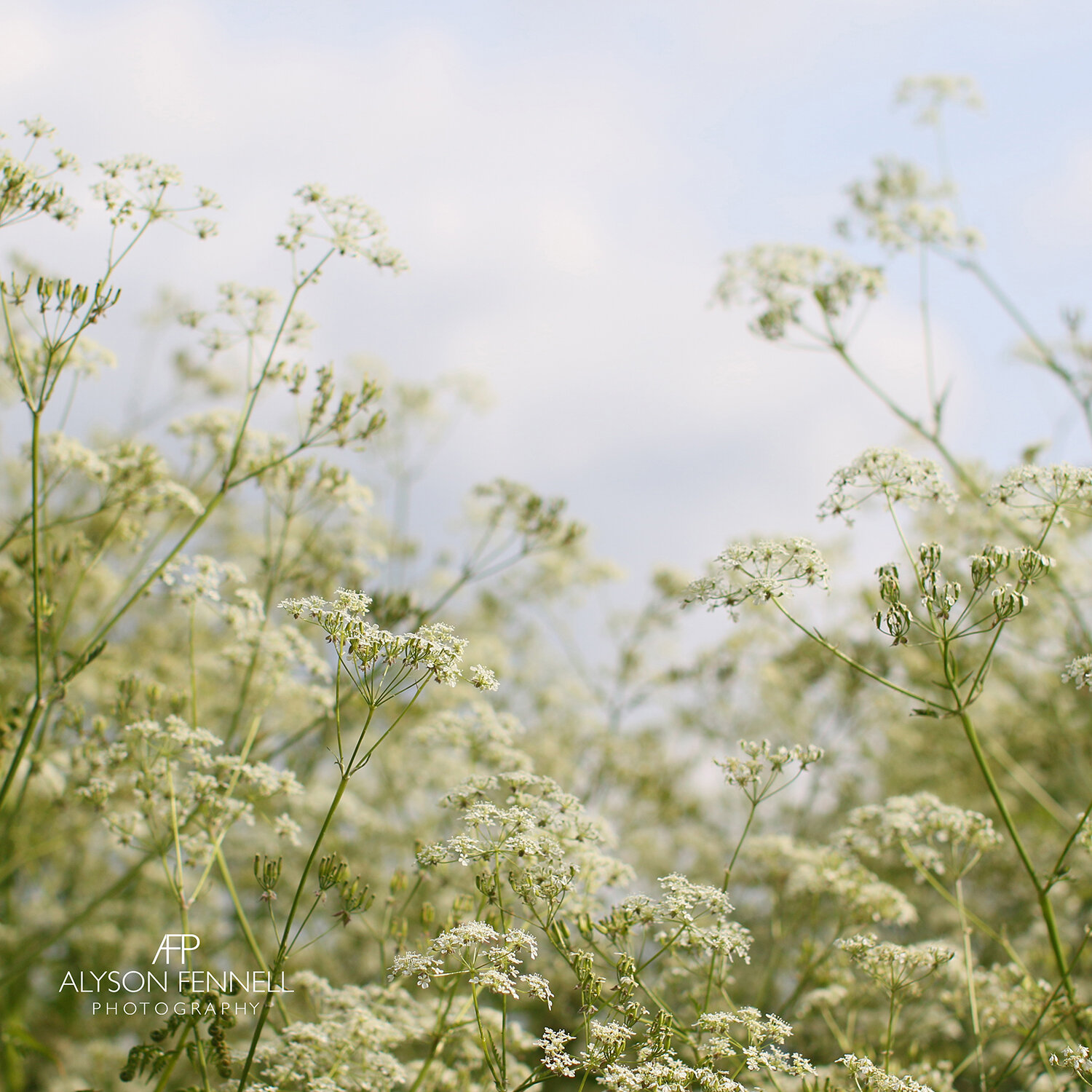 Summer Cow Parsley